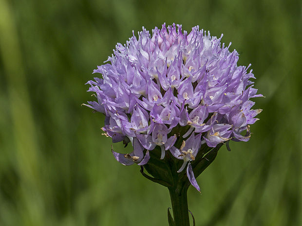 pavstavač hlavatý Traunsteinera globosa (L.) Reichenb.