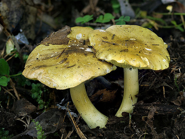 čírovka osiková Tricholoma frondosae Kalamees & Shchukin