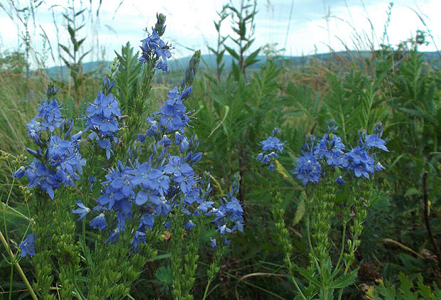 veronika rakúska  Veronica austriaca L.