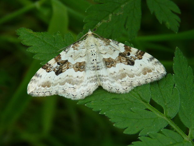 piadivka štiavcová  Xanthorhoe montanata