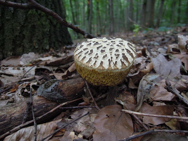 suchohríb Xerocomus sp.