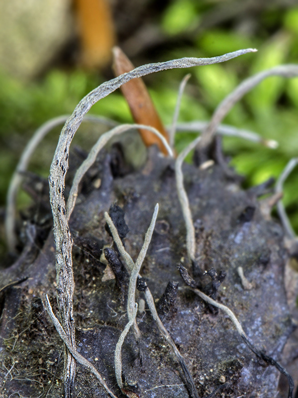 drevnatec bukový Xylaria carpophila (Pers.) Fr.