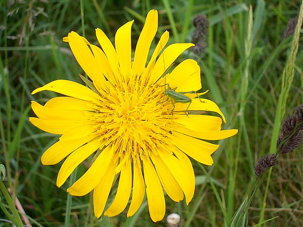 kobylka zelená