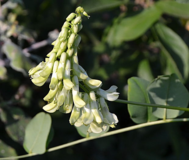 komonica biela  Melilotus albus