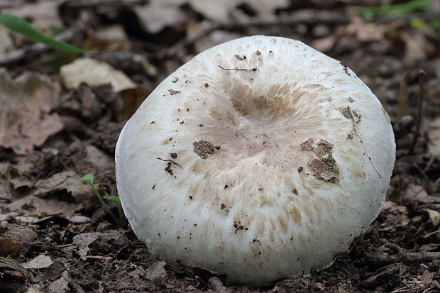 pečiarka Agaricus sp.