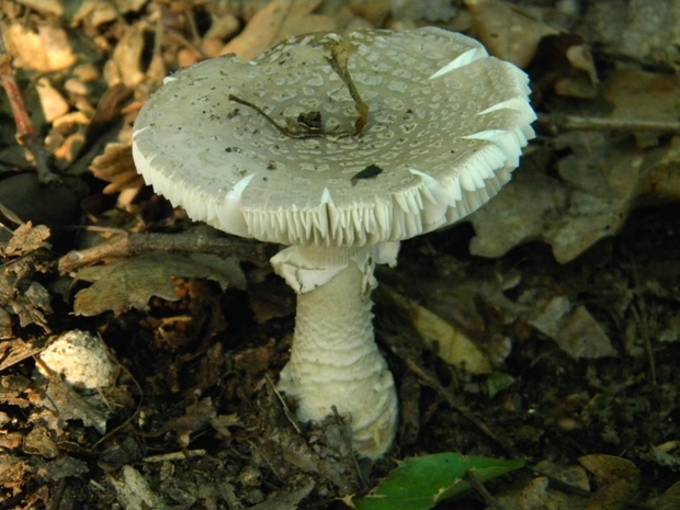 muchotrávka olivovohnedastá Amanita franchetii (Boud.) Fayod