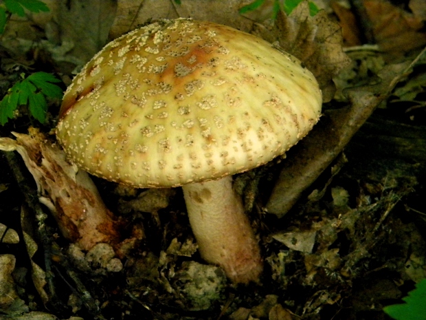 muchotrávka červenkastá Amanita rubescens Pers.