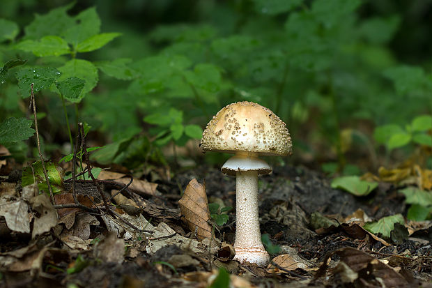 muchotrávka červenkastá Amanita rubescens Pers.