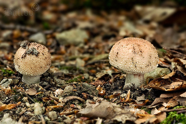 muchotrávka červenkastá Amanita rubescens Pers.