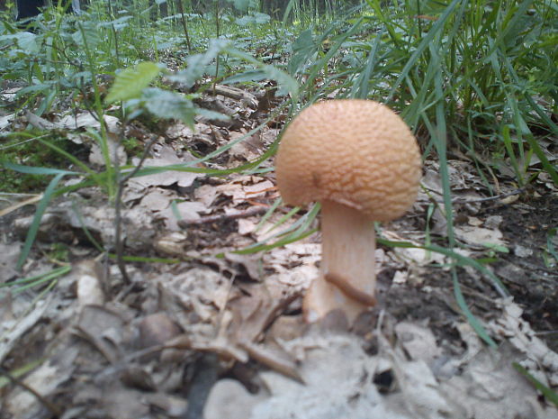 muchotrávka červenkastá Amanita rubescens Pers.