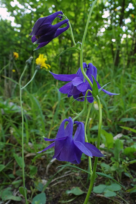 orlíček obyčajný Aquilegia vulgaris L.