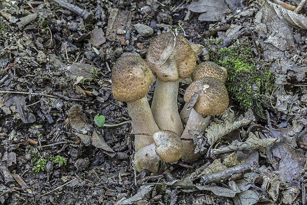 podpňovka obyčajná Armillaria mellea (Vahl) P. Kumm.