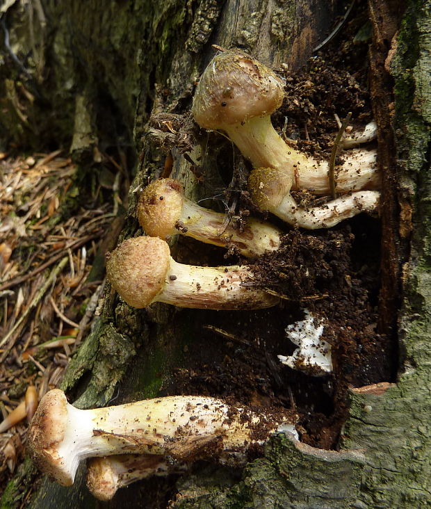 podpňovka Armillaria sp.