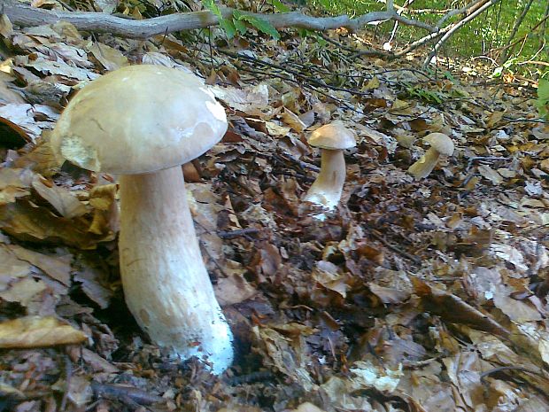 hríb smrekový Boletus edulis Bull.