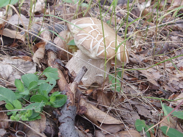 hríb dubový Boletus reticulatus Schaeff.