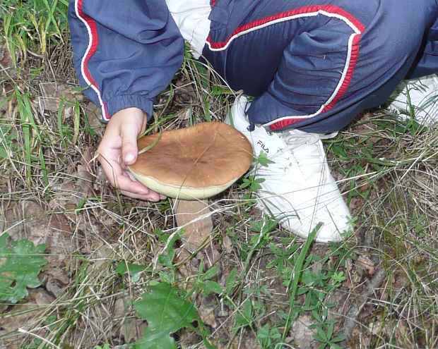 hríb dubový Boletus reticulatus Schaeff.