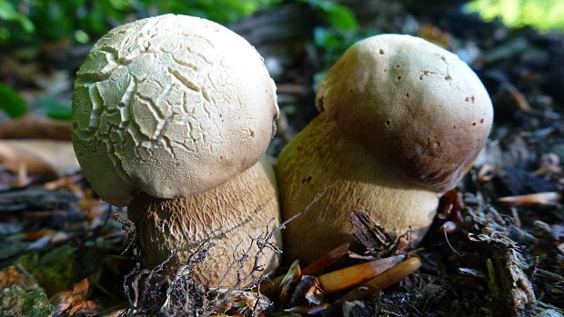 hríb dubový Boletus reticulatus Schaeff.