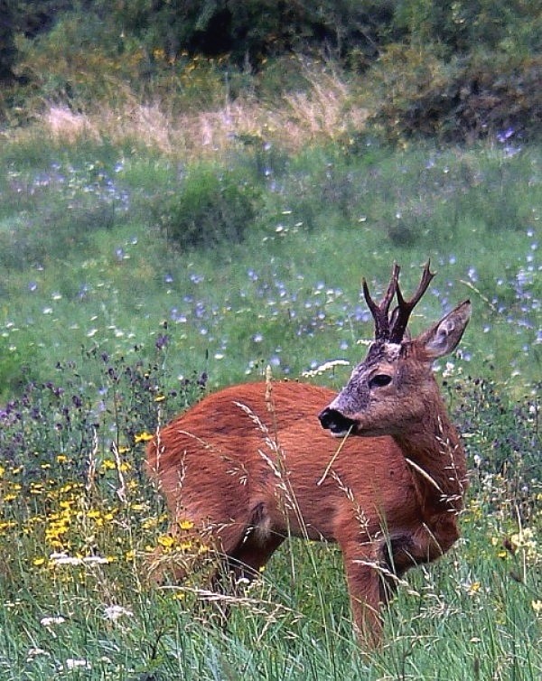 srnec lesný Capreolus capreolus