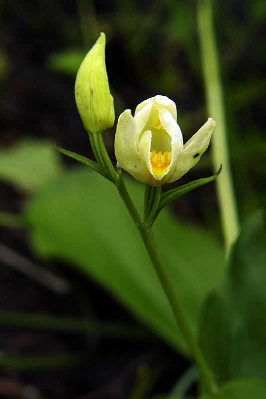 prilbovka biela Cephalanthera damasonium (Mill.) Druce