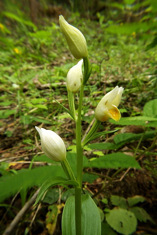 prilbovka biela Cephalanthera damasonium (Mill.) Druce