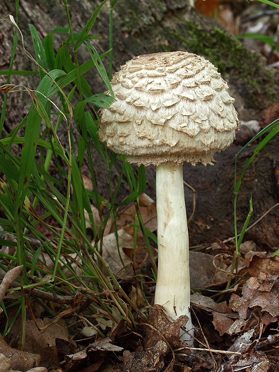 bedľa Olivierova Chlorophyllum olivieri (Barla) Vellinga