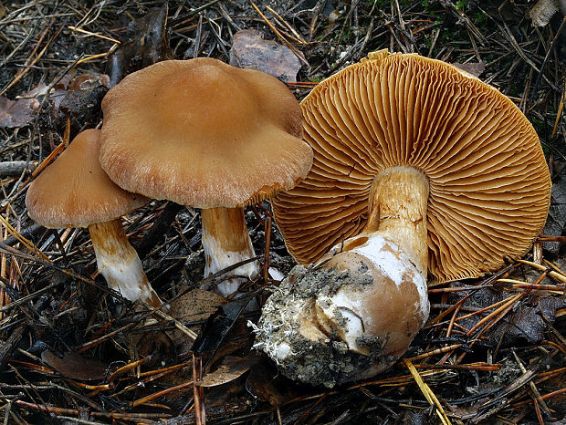 pavučinovec marhuľovožltý Cortinarius armeniacus (Schaeff.) Fr.