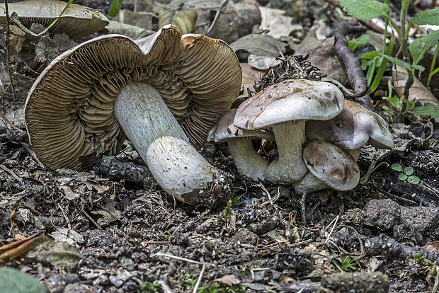 pavučinovec? Cortinarius sp.?