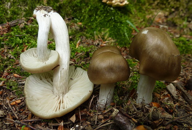 hodvábnica Entoloma aprile (Britzelm.) Sacc.