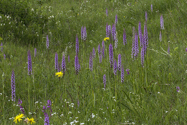 päťprstnica obyčajná Gymnadenia conopsea (L.) R. Br.