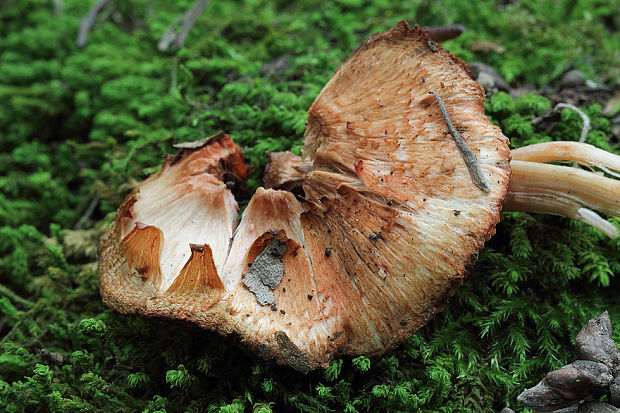 vláknica Godeyova Inocybe godeyi Gillet