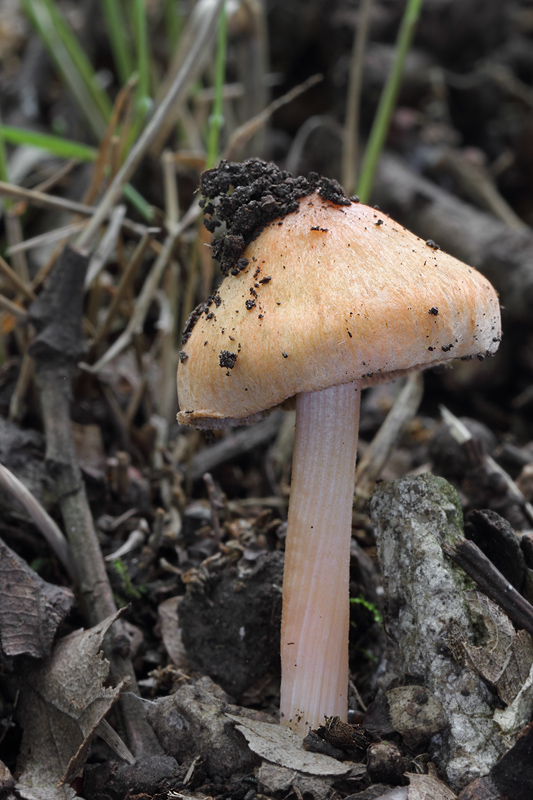 vláknica Godeyova Inocybe godeyi Gillet