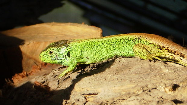 ještěrka obecná Lacerta agilis