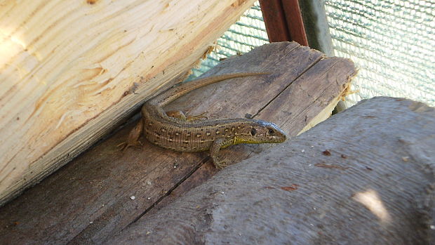 ještěrka obecná Lacerta agilis