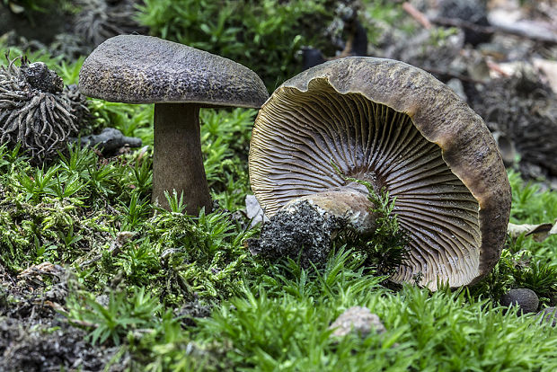 rýdzik Lactarius sp.