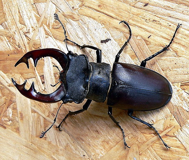 roháč Lucanus cervus