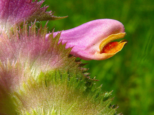 čermeľ hrebenitý Melampyrum cristatum L.