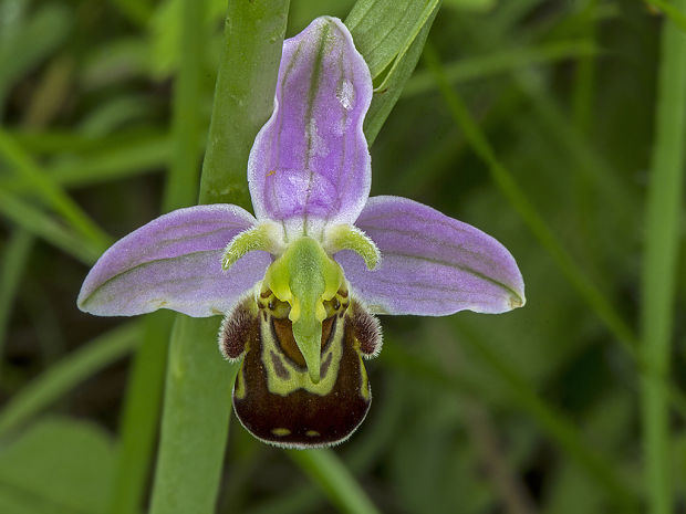 hmyzovník včelovitý Ophrys apifera Huds.