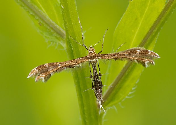 pierkavec jastrabníkový Oxyptilus chrysodactyla