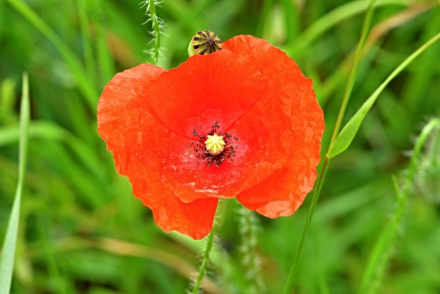 mak vlčí Papaver rhoeas L.