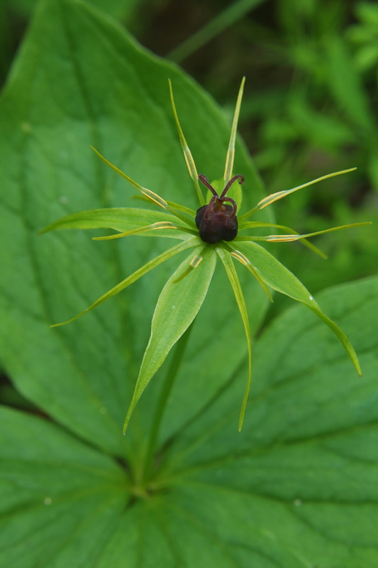 vranovec štvorlistý Paris quadrifolia L.