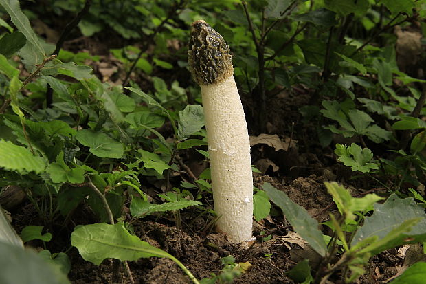 hadovka smradľavá Phallus impudicus L.