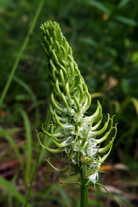 zerva klasnatá Phyteuma spicatum L.