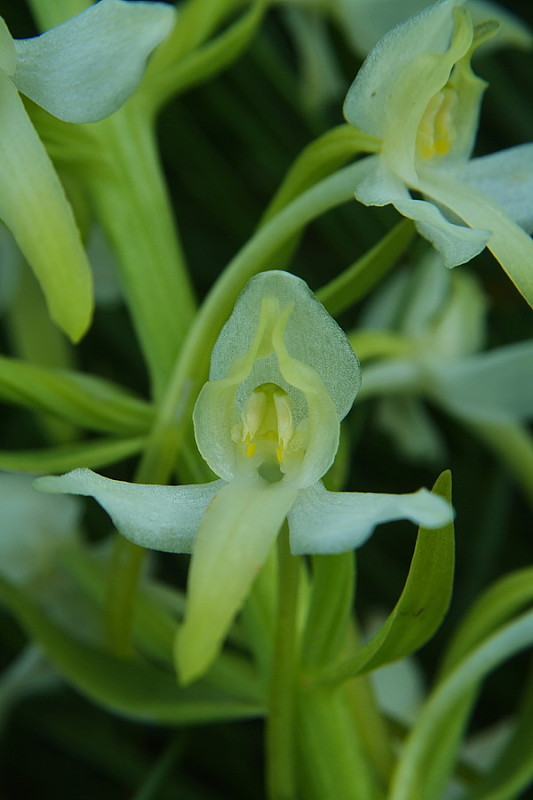 vemenník dvojlistý Platanthera bifolia (L.) Rich.