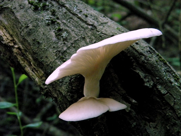 hliva lievikovitá Pleurotus cornucopiae (Paulet) Rolland