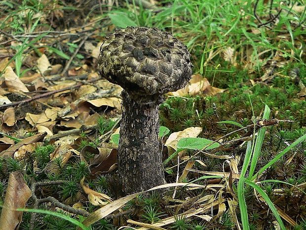 šiškovec šupinatý Strobilomyces strobilaceus (Scop.) Berk.