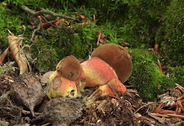 hríb zrnitohlúbikový Sutorius luridiformis (Rostk.) G. Wu & Zhu L. Yang