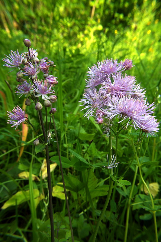 žltuška orlíčkolistá Thalictrum aquilegiifolium L.