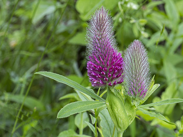 ďatelina červenastá Trifolium rubens L.