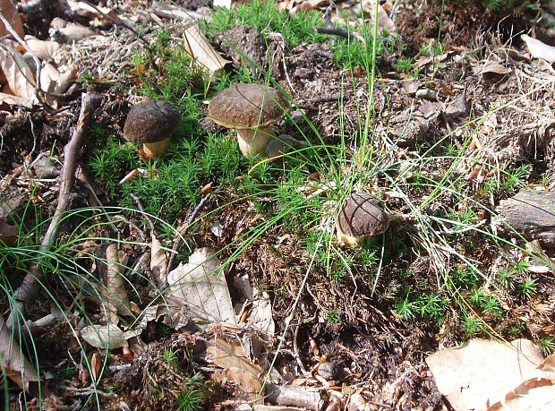 suchohríb Xerocomus sp.