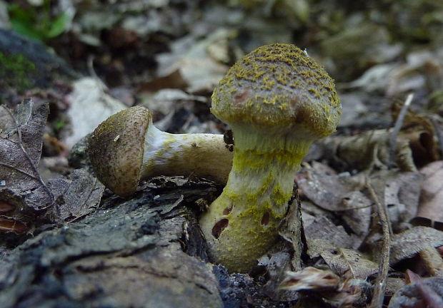 podpňovka obyčajná Armillaria cf. mellea (Vahl) P. Kumm.